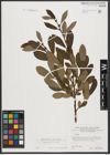 Foto von Salix appendiculata Vill.
